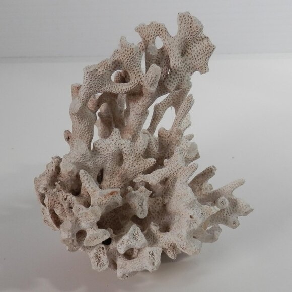 4" Small White Natural Coral Piece Specimen For Decor/Crafts Sea Beach Ocean - Picture 3 of 6